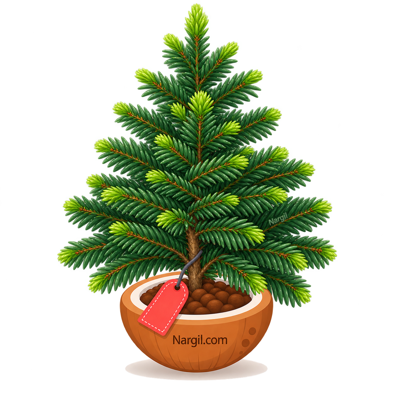 Nargil_Abies nordmanniana